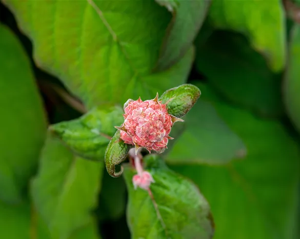 Hydrangea aspera 'Macrophylla'