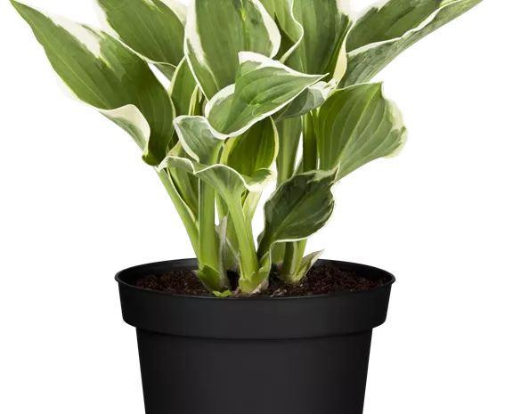 Hosta 'Minuteman'