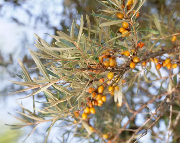 Hippophae rhamnoides