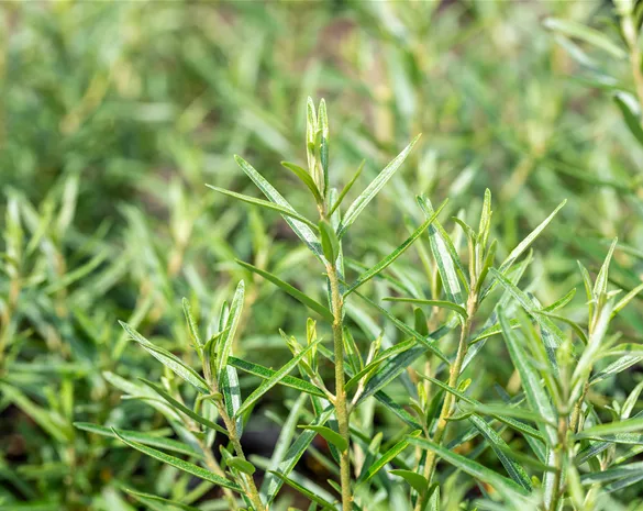 Hippophae rhamnoides 'Friesdorfer Orange'