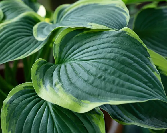 Hosta sieboldiana 'Frances Williams'