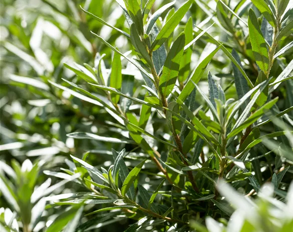 Hippophae rhamnoides 'Hikul'