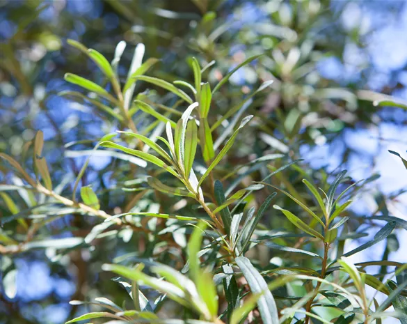 Hippophae rhamnoides 'Pollmix'