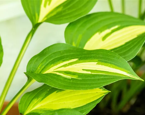Hosta undulata 'Mediovariegata'