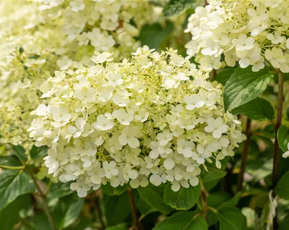 Hydrangea paniculata 'Bobo'®