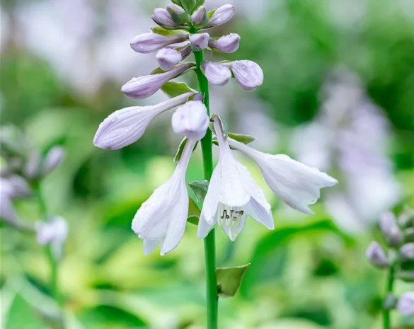 Hosta 'Wide Brim'