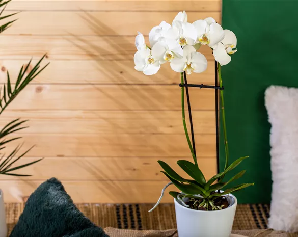 Die einmaligen Besonderheiten von Orchideen