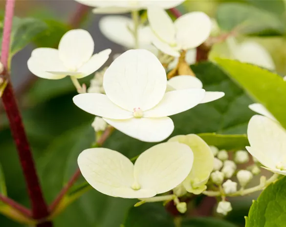 Hydrangea paniculata 'Early Sensation'®
