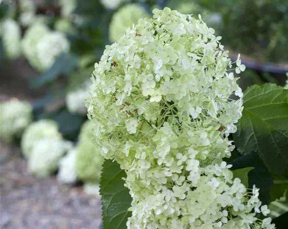 Hydrangea arborescens 'Annabelle'