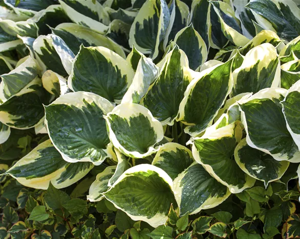 Hosta fortunei 'Aureomarginata'