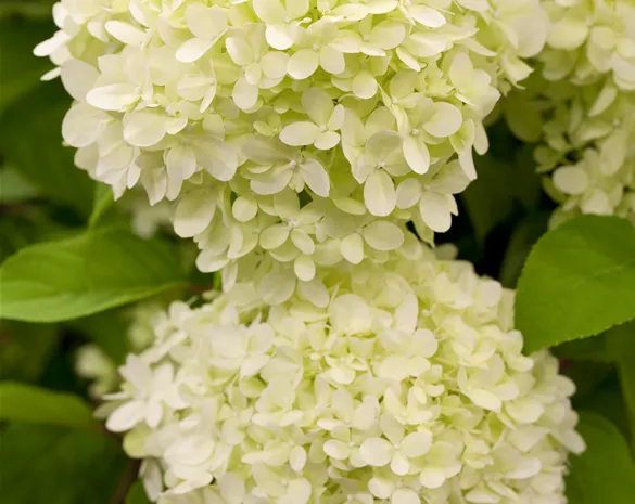 Hydrangea paniculata 'Limelight'®