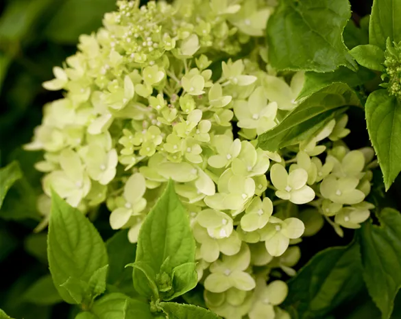 Hydrangea paniculata 'Little Lime' ®