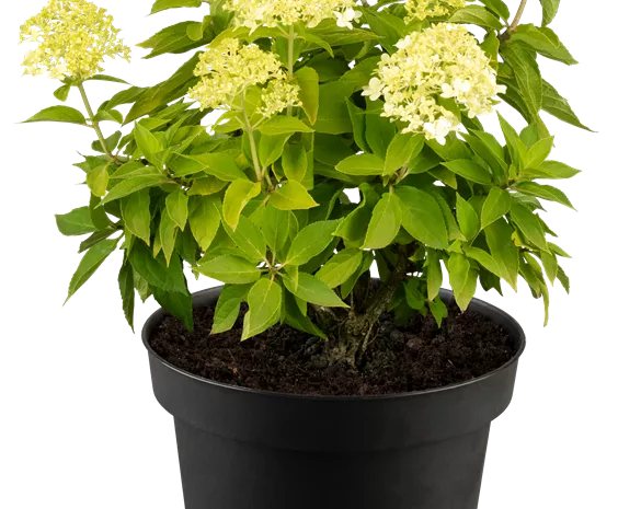 Hydrangea paniculata 'Little Spooky' ®