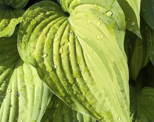 Hosta 'Guacamole'
