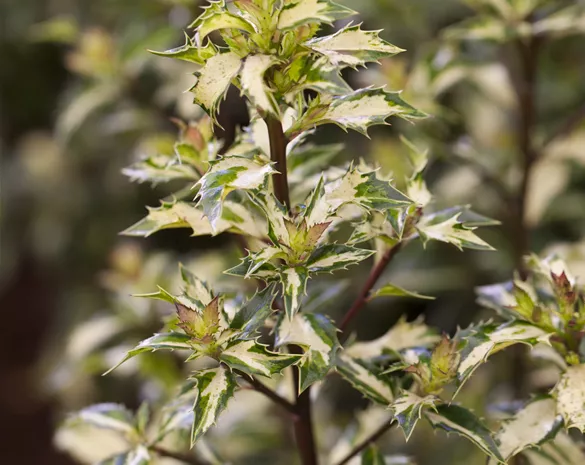 Ilex aquifolium 'White Cream'