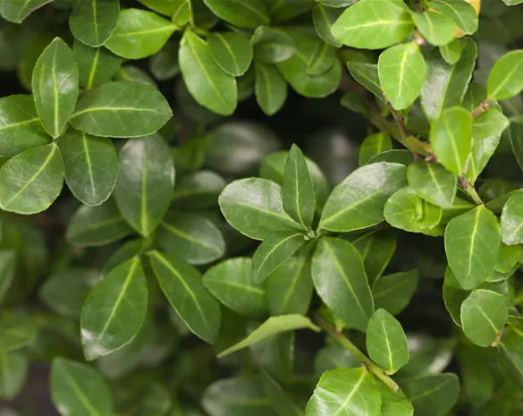 Ilex crenata 'Ellipta Elegans'