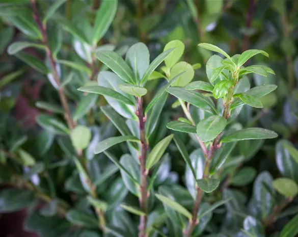 Ilex crenata 'Robustico' ®