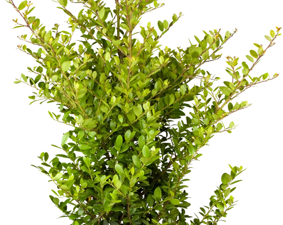 Ilex crenata 'Blondie'®