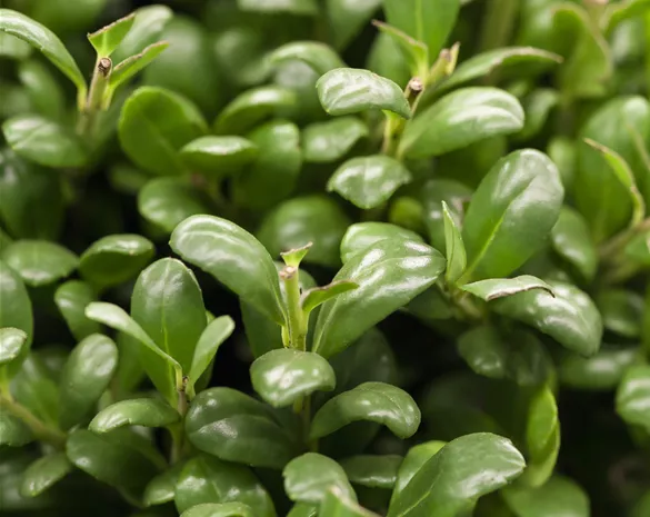 Ilex crenata 'Convexa'