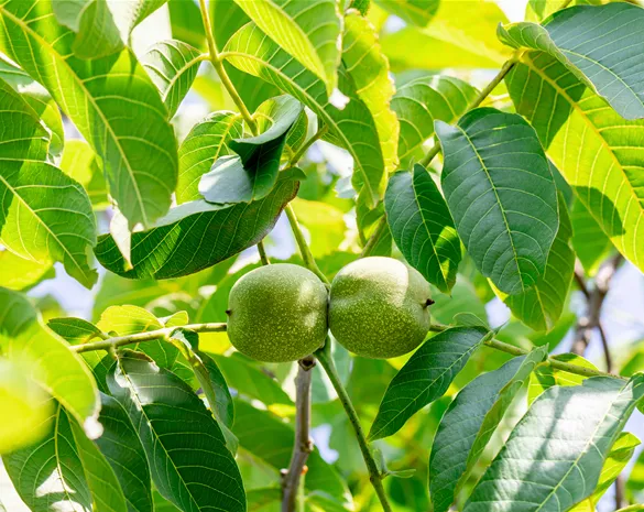 Juglans regia 'Franquette'