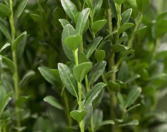 Ilex crenata 'Fastigiata'