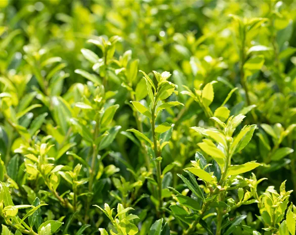 Ilex crenata 'Twiggy'