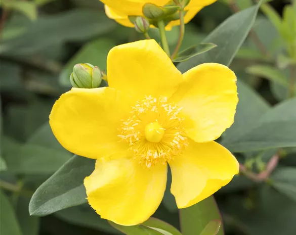 Hypericum 'Hidcote'