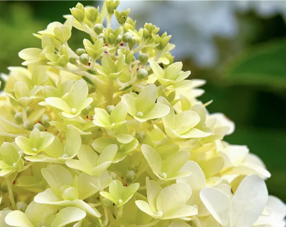 Hydrangea paniculata 'Skyfall'®