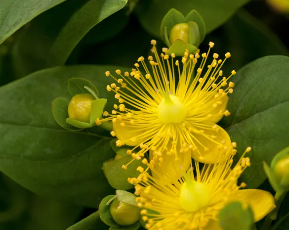 Hypericum inodorum 'Magical Sunshine'®