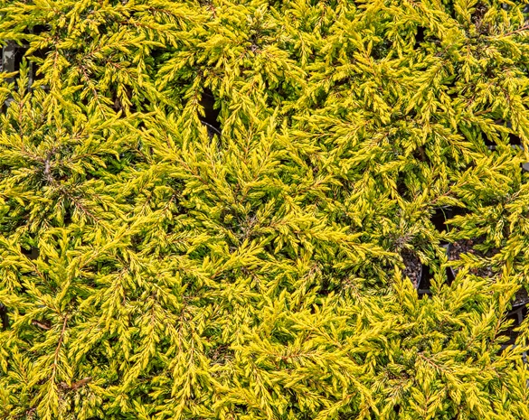 Juniperus com. 'Goldschatz'®