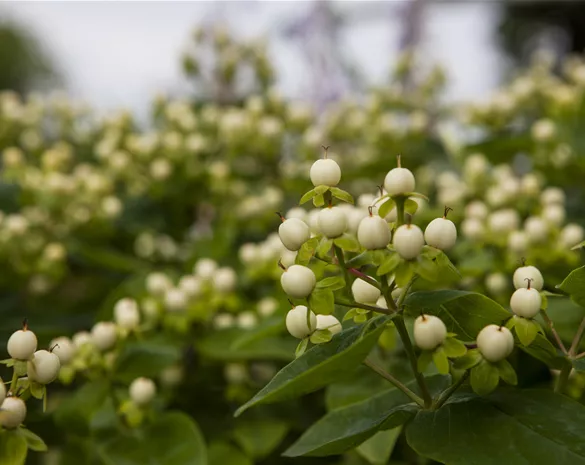 Hypericum inodorum 'Magical White'®