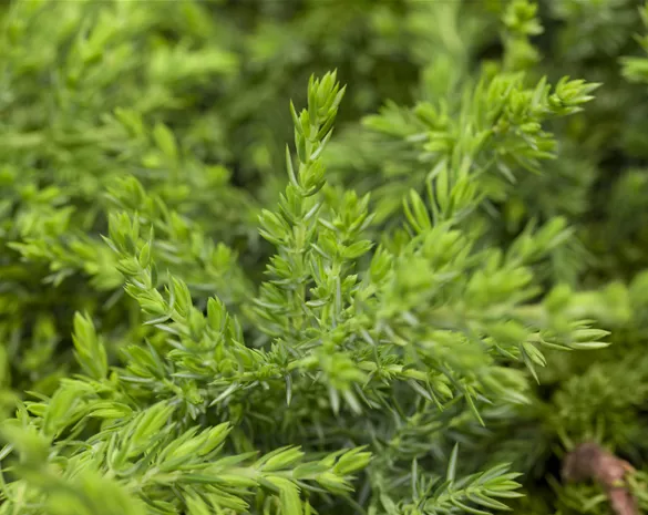 Juniperus com. 'Greenmantle'