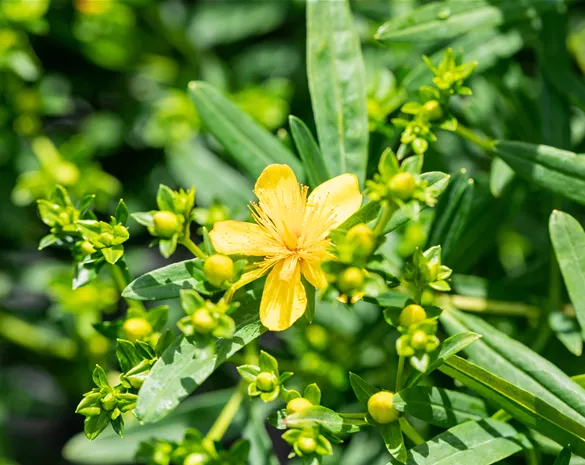 Hypericum kalmianum 'Gemo'