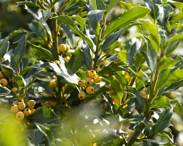 Ilex meserveae 'Golden Girl'