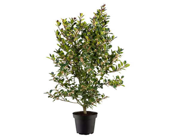Ilex meserveae 'Heckenblau' ®