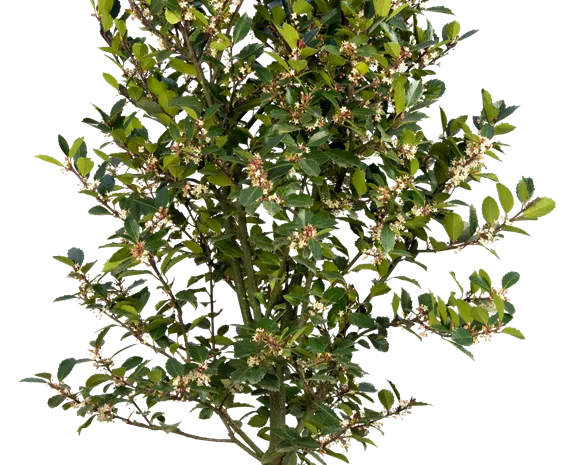 Ilex meserveae 'Heckenblau' ®