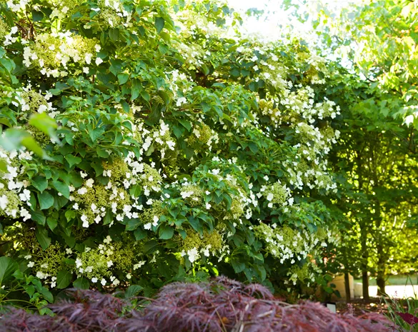 Hydrangea petiolaris