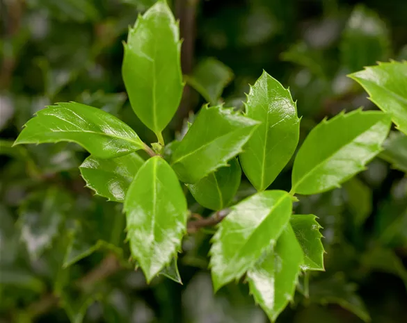 Ilex meserveae 'Heckenstar'®