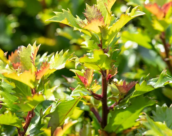 Ilex meserveae 'Little Rascal' ®