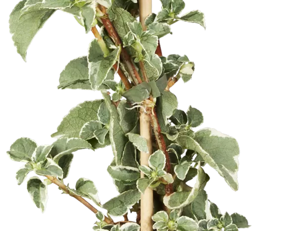 Hydrangea petiolaris 'Silver Lining'®