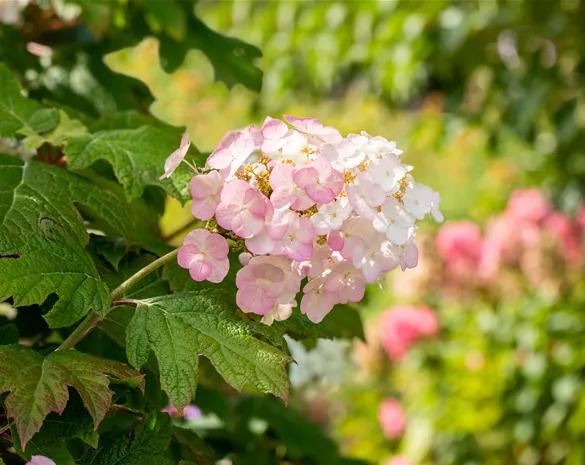 Hydrangea quercifolia 'Jetstream' ®