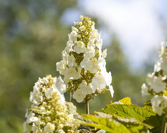 Hydrangea quercifolia 'Munchkin' ®