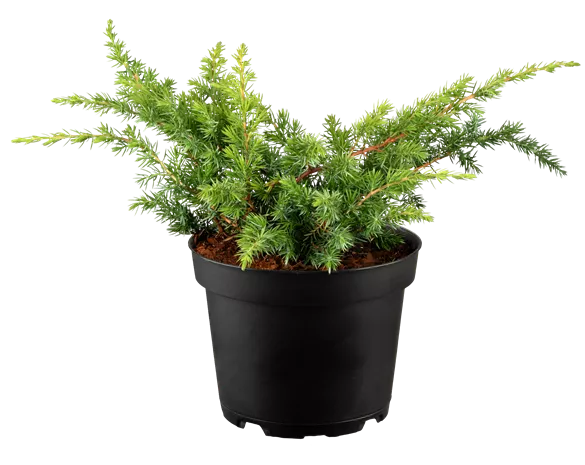 Juniperus conferta 'Schlager'