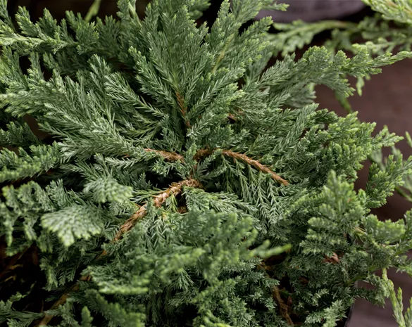 Juniperus horizontalis 'Blue Chip'