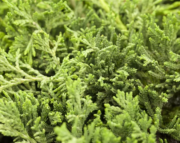 Juniperus horizontalis 'Glauca'