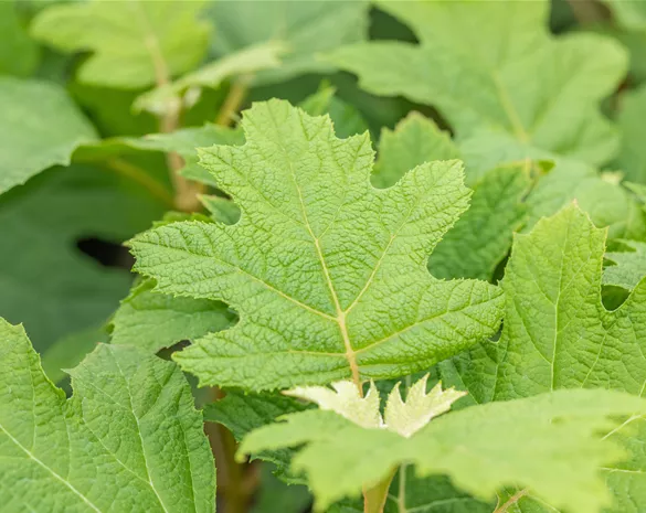 Hydrangea quercifolia 'Snow Queen'
