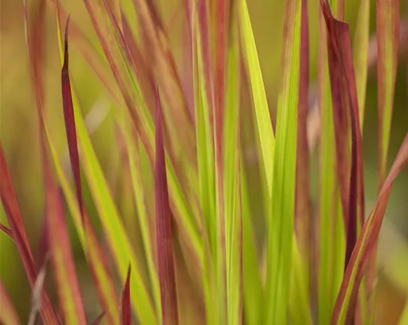 Imperata cyl. 'Red Baron'