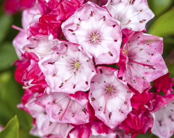 Kalmia latifolia 'Olympic Fire'