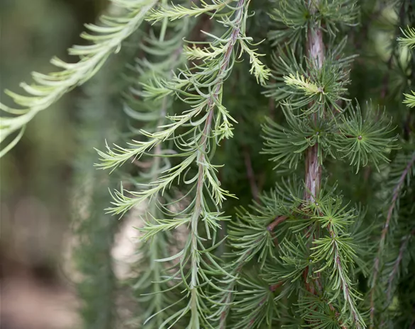 Larix kaempferi 'Stiff Weeper'