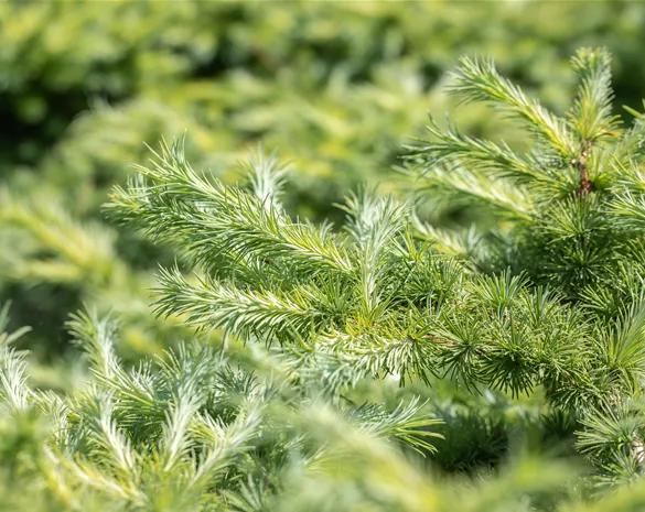 Larix kaempferi 'Wolterdingen'